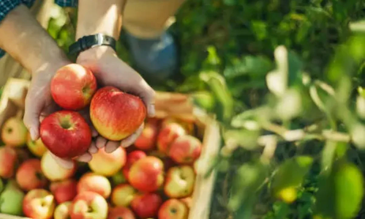 Best Apple Puns That Are Simply Core-ious