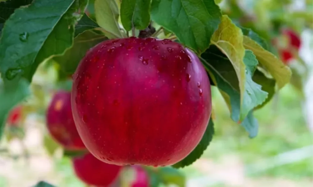 Apple Cider Puns That Are Warm and Full of Flavor

