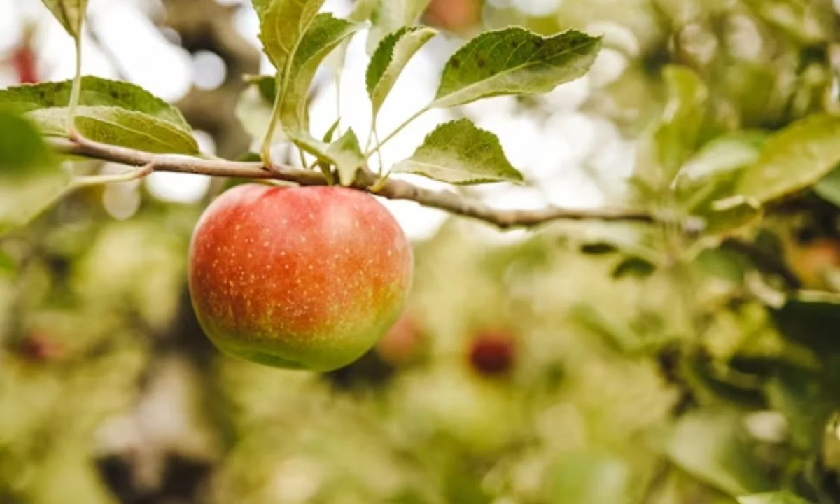 Cute Apple Puns That Are Sweet as Apple Pie