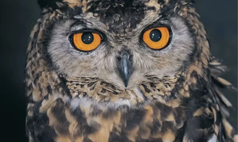 Owl Puns