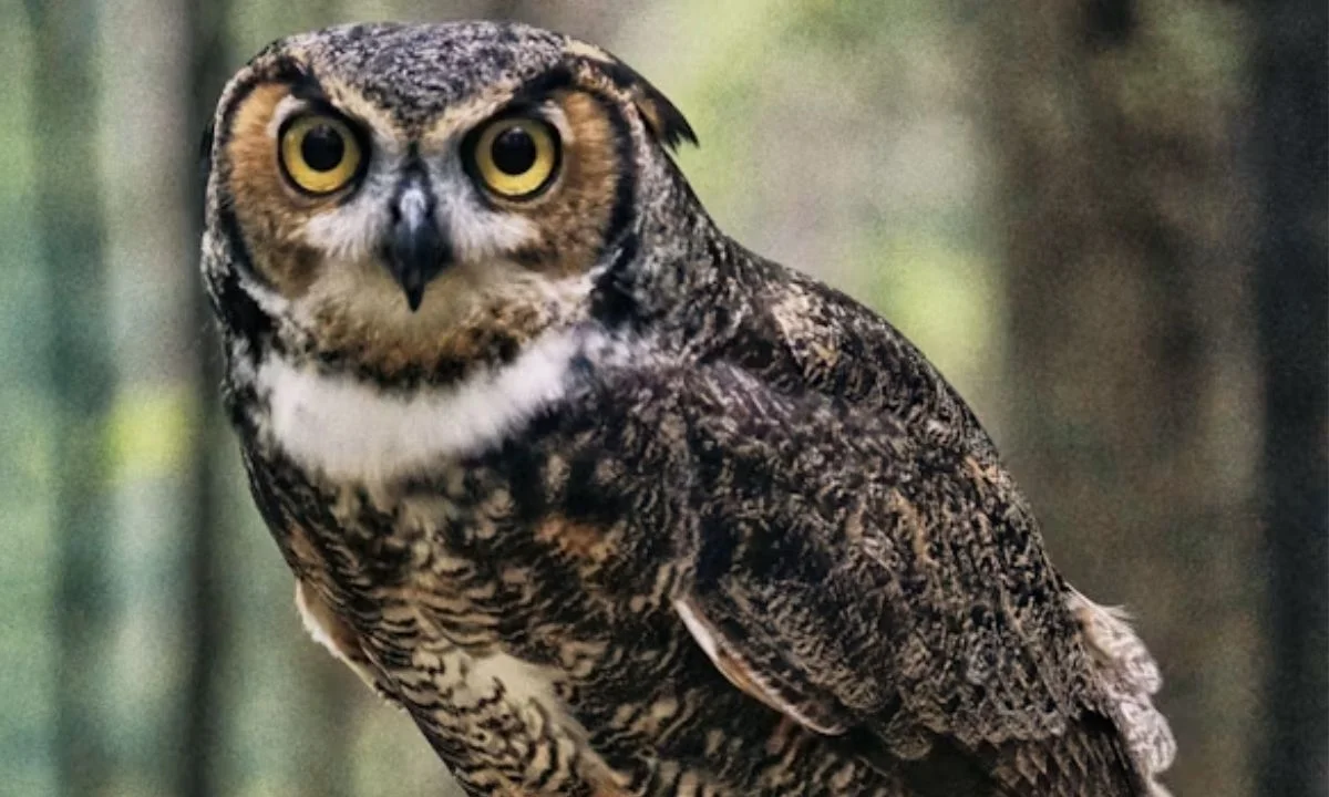 Best Owl Puns That Will Make You Hoot With Laughter
