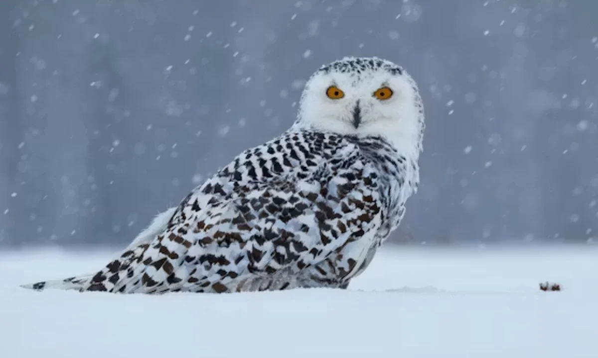 Funny Owl Puns for Every Occasion