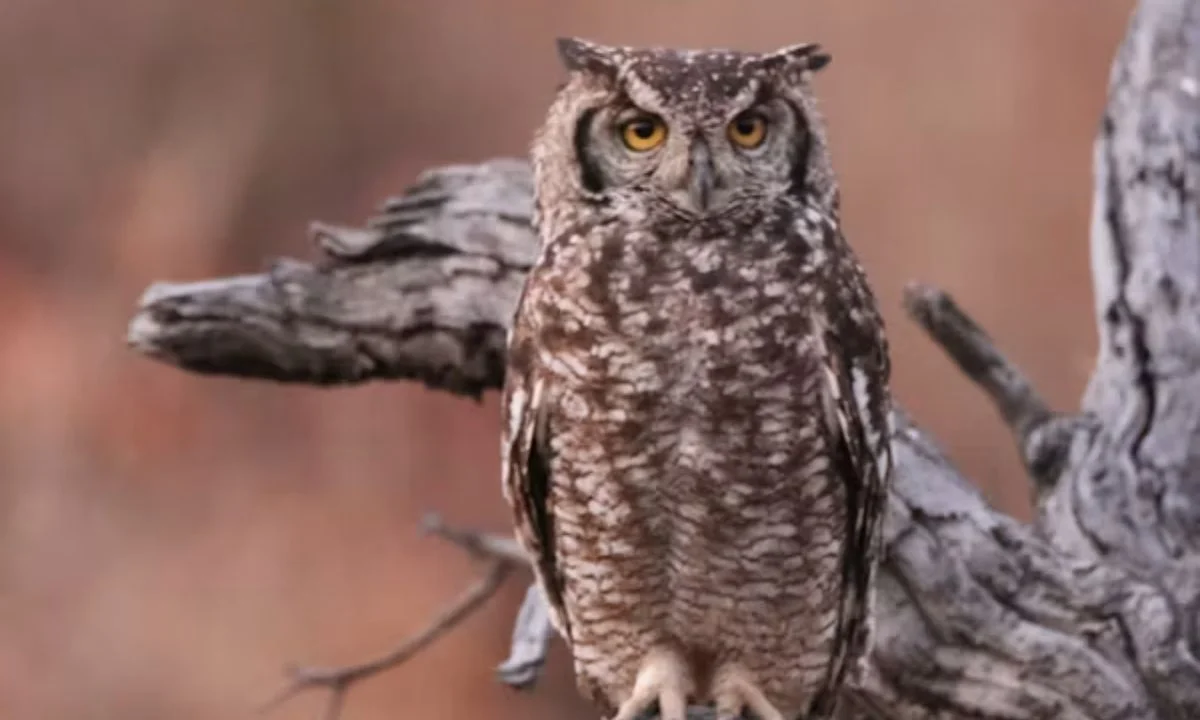 Cute Owl Puns for Kids and Animal Lovers