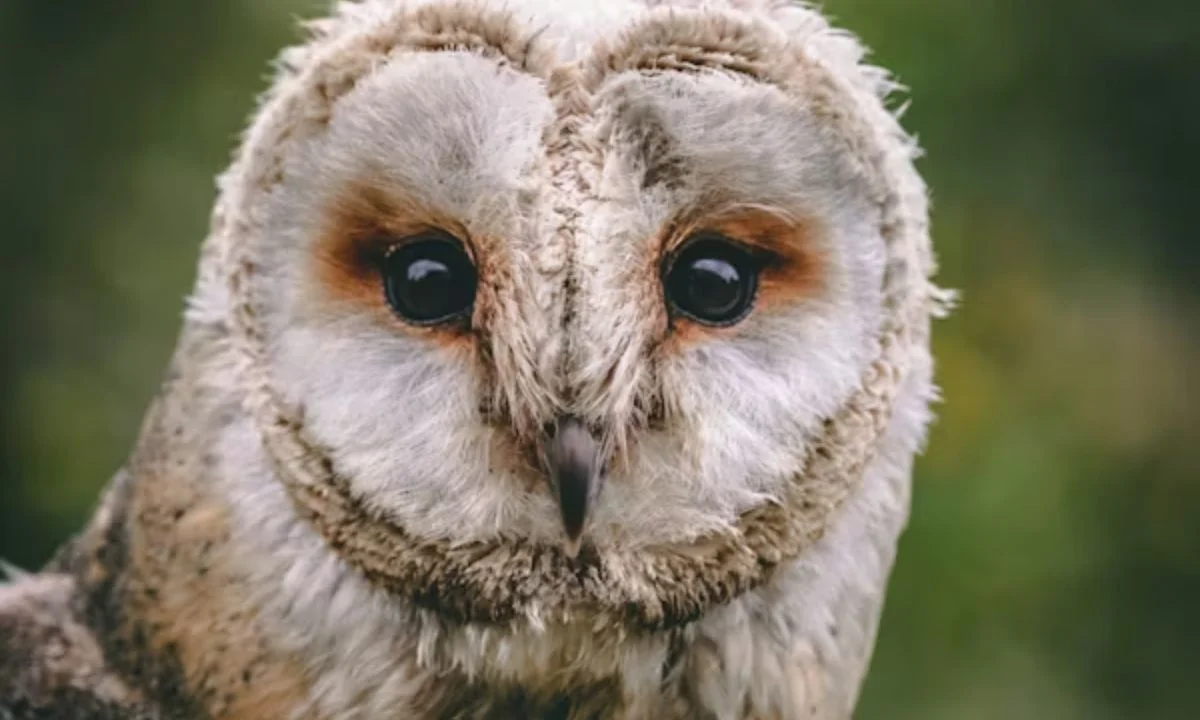 Short Owl Puns and One-Liners
