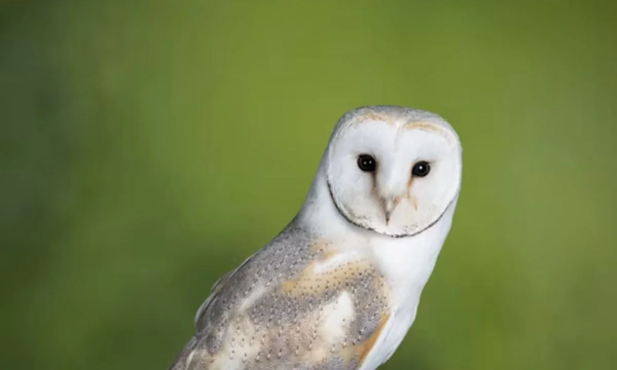 Clever Owl Wordplay for Smart Humor Fans