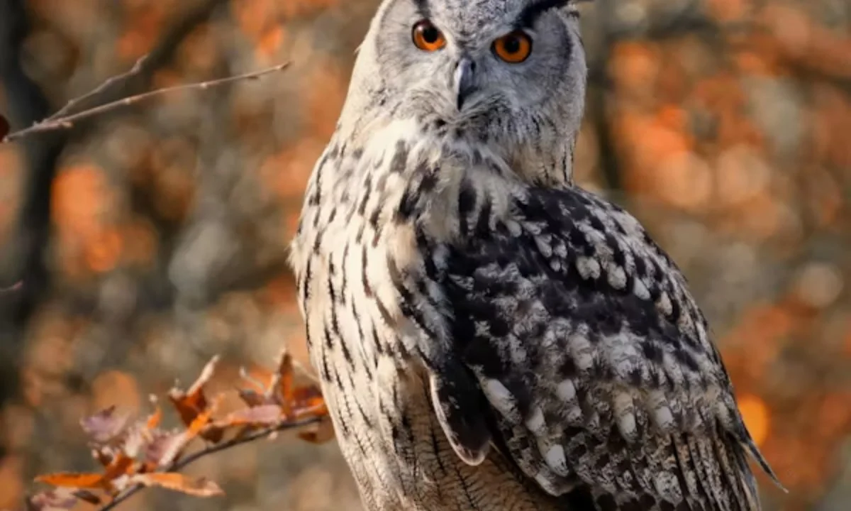 Owl Puns for Instagram Captions and Social Media