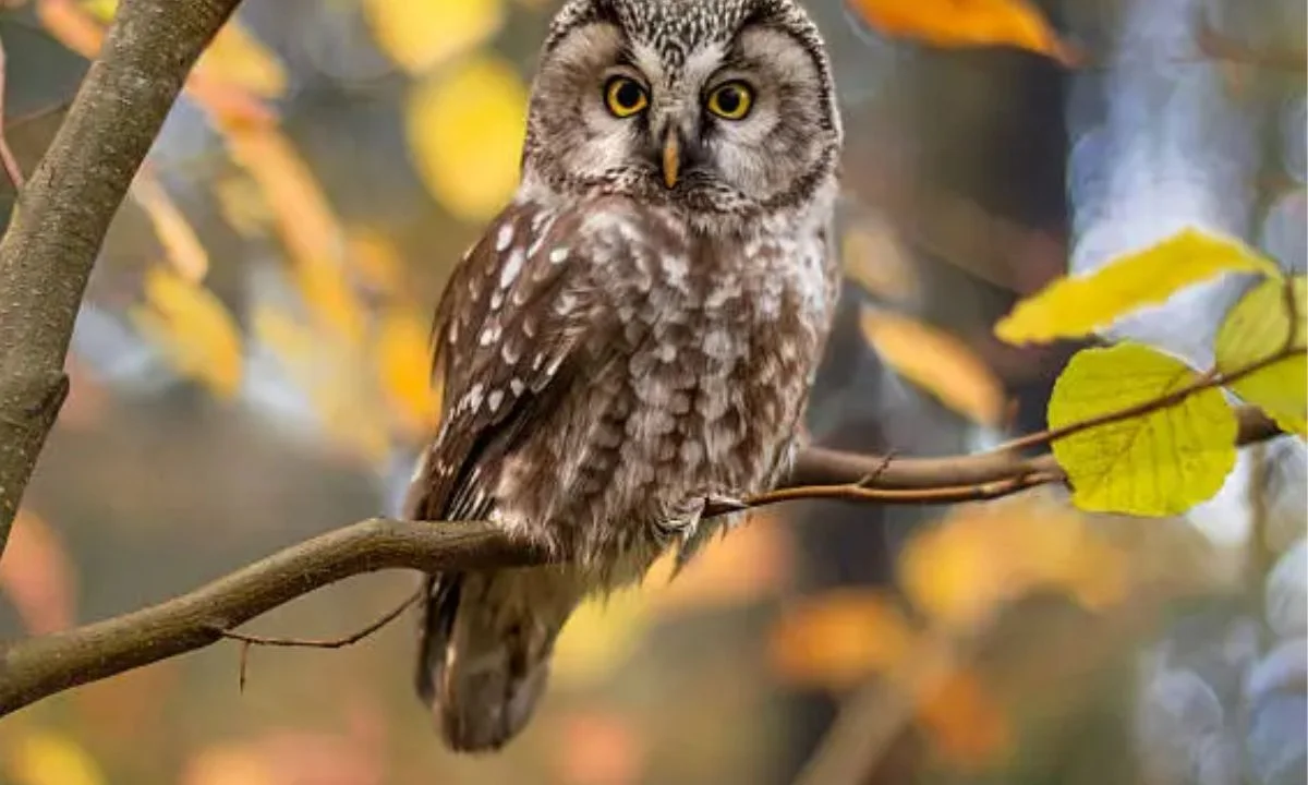 Owl Puns for Birthday Cards and Celebrations