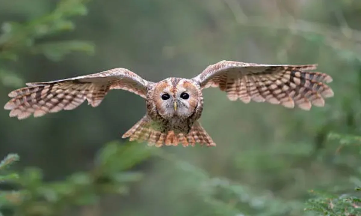 The Ultimate Owl Puns Collection: Every Type in One Place