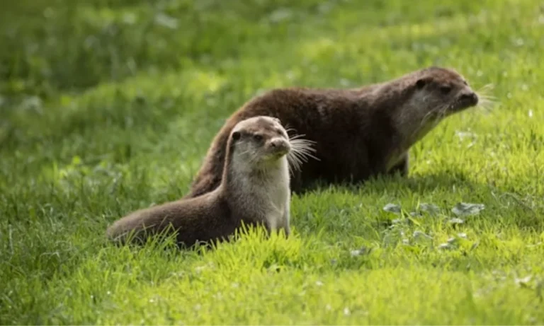 Otter Puns