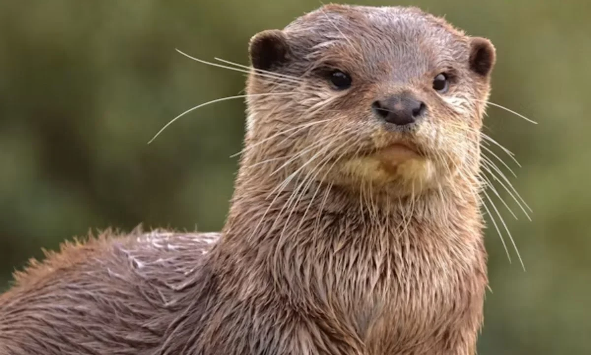 Funny Otter Puns for Every Occasion