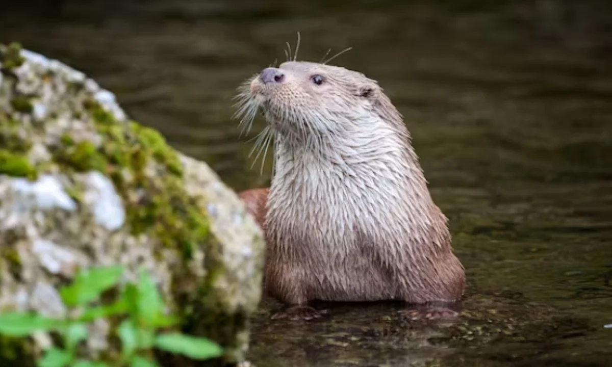 Cute Otter Puns for Kids and Animal Lovers