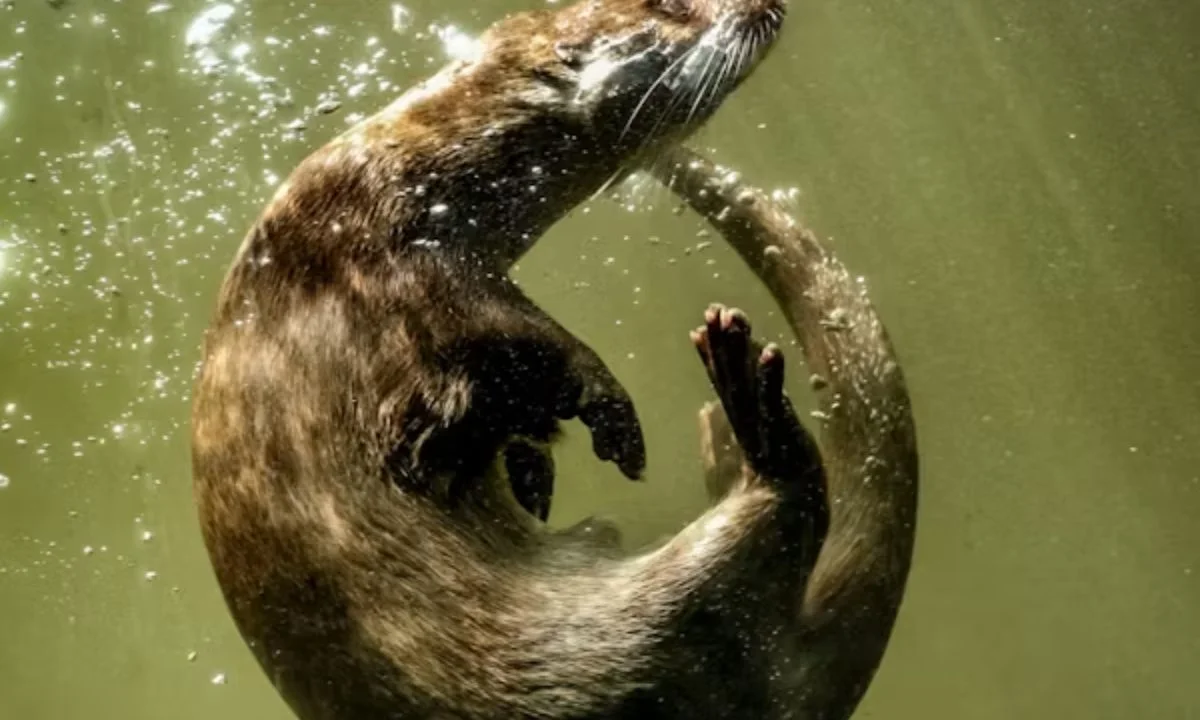 Short Otter Puns and One-Liners