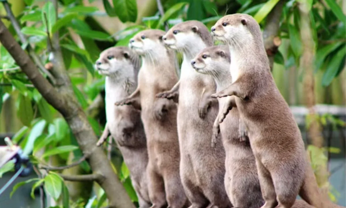 Clever Otter Puns That Are Otterly Brilliant