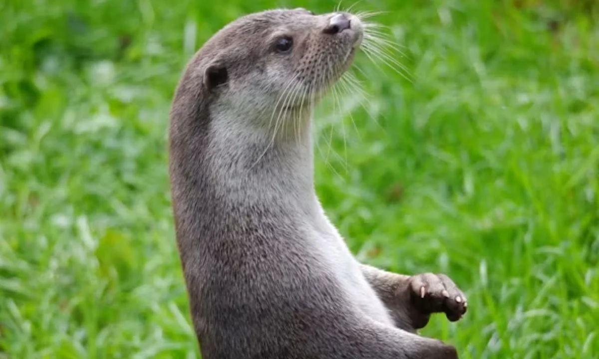 Otter Love Puns for Couples and Crushes