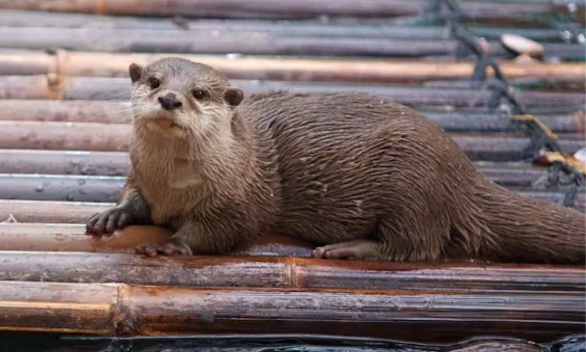 Birthday Otter Puns for Cards and Celebrations