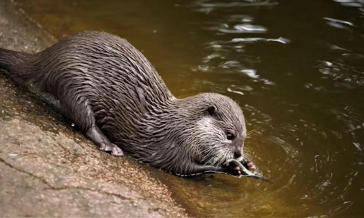 Otter Puns for Instagram Captions and Social Media