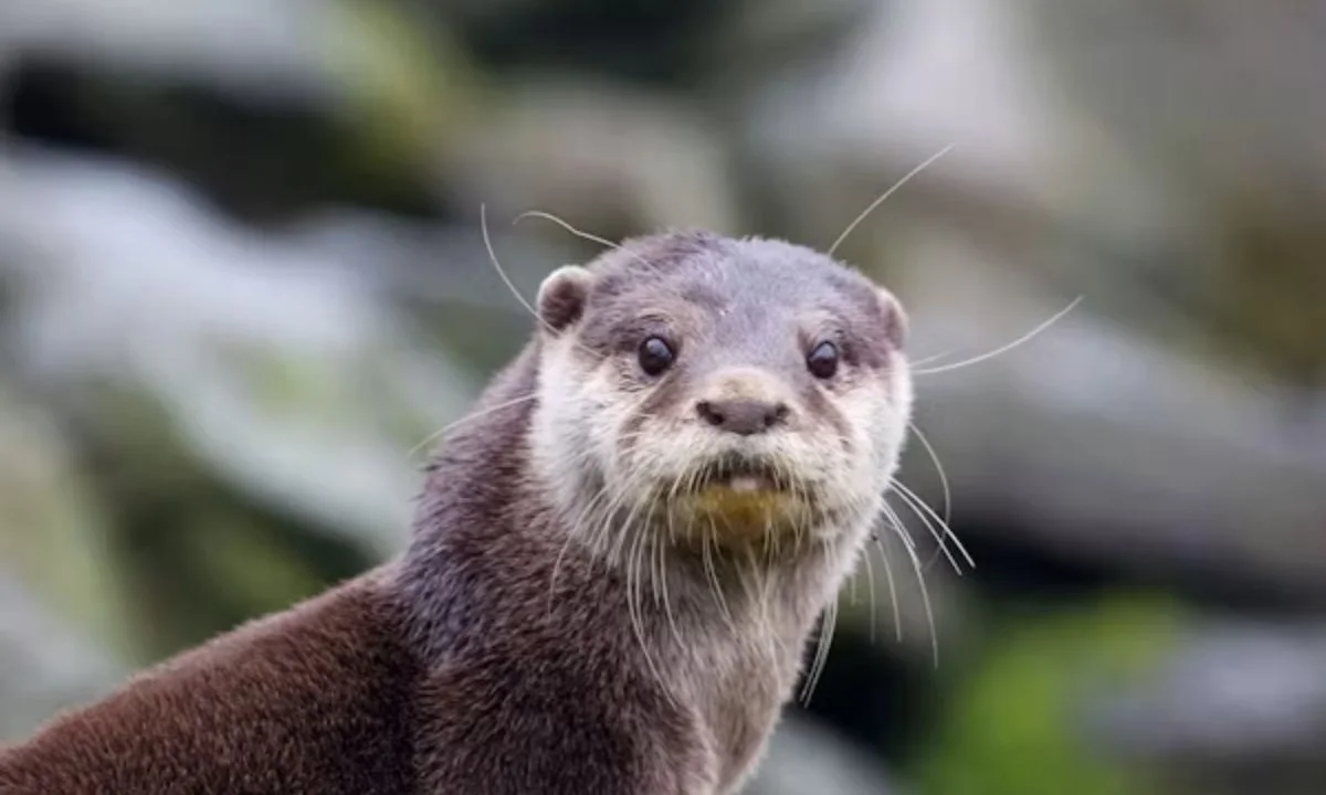 Punny Otter Names for Pets and Characters