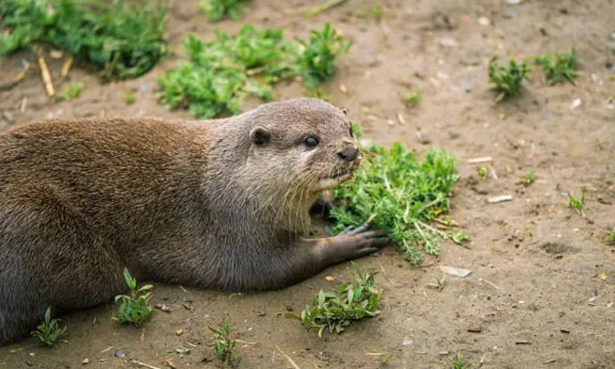 Otter Jokes, Sayings, and Funny Quotes