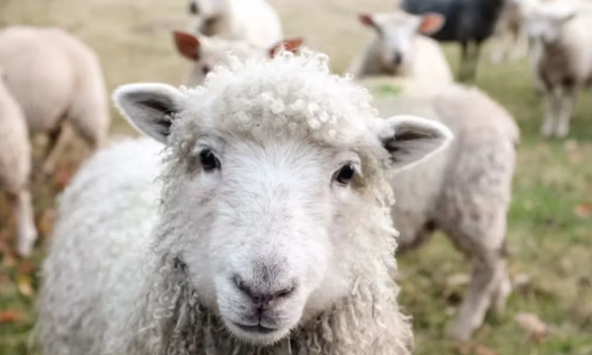 Sheep Puns for Farmers and Country Life Lovers