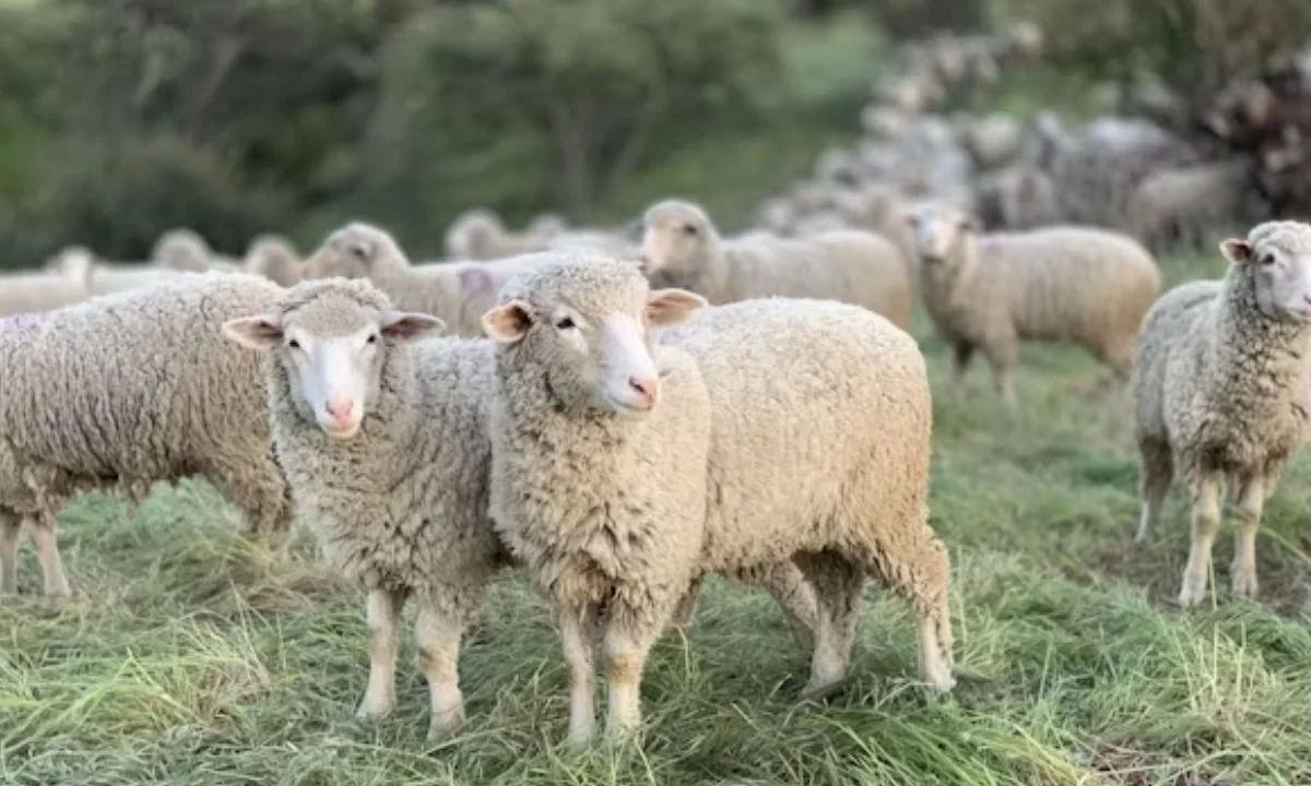 Clever Sheep Puns for Smart Wordplay Lovers