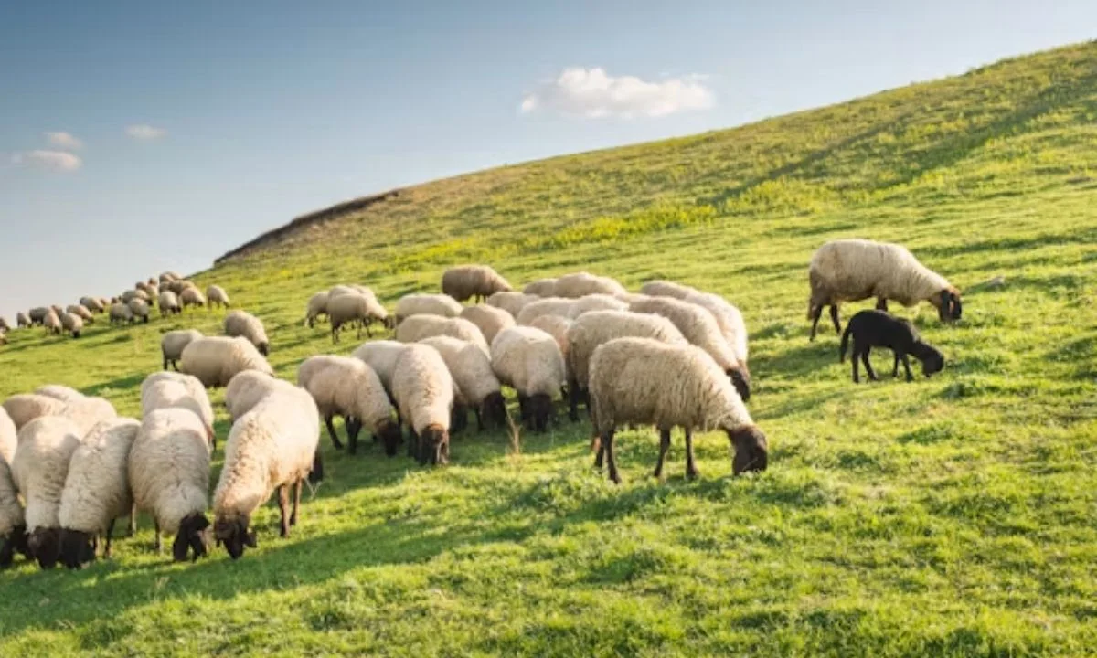 Funny Sheep Puns That Will Make You Baa-laugh Out Loud