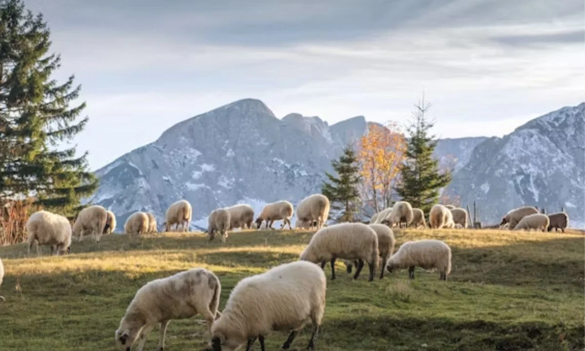 Short Sheep Puns and One-Liners for Quick Laughs