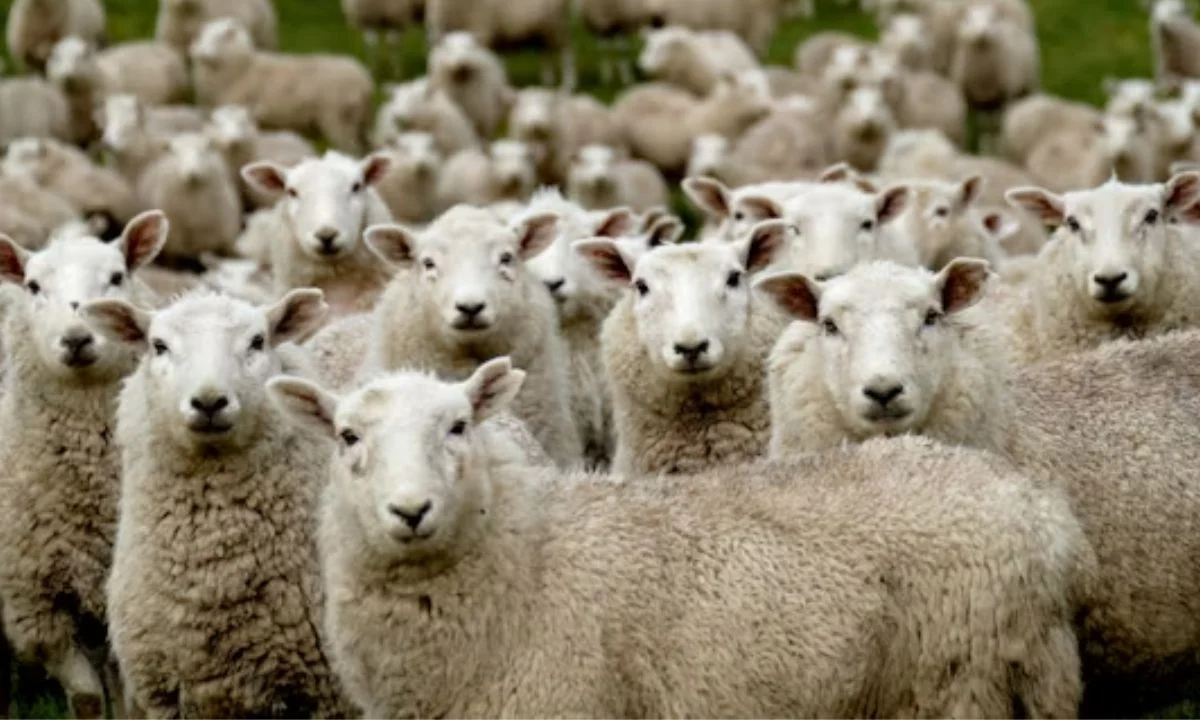Cute Sheep Puns for Instagram Captions That Get Instant Likes