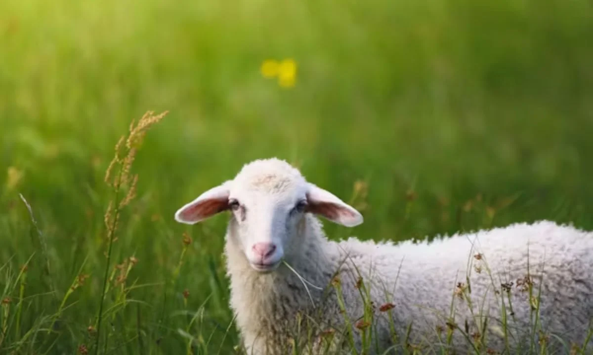 Best Sheep Puns That Are Woolly Funny and Highly Shareable