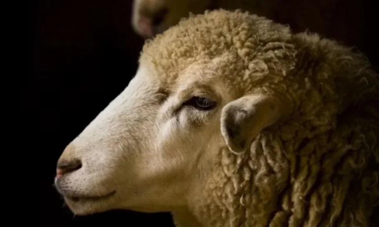 Sheep Puns