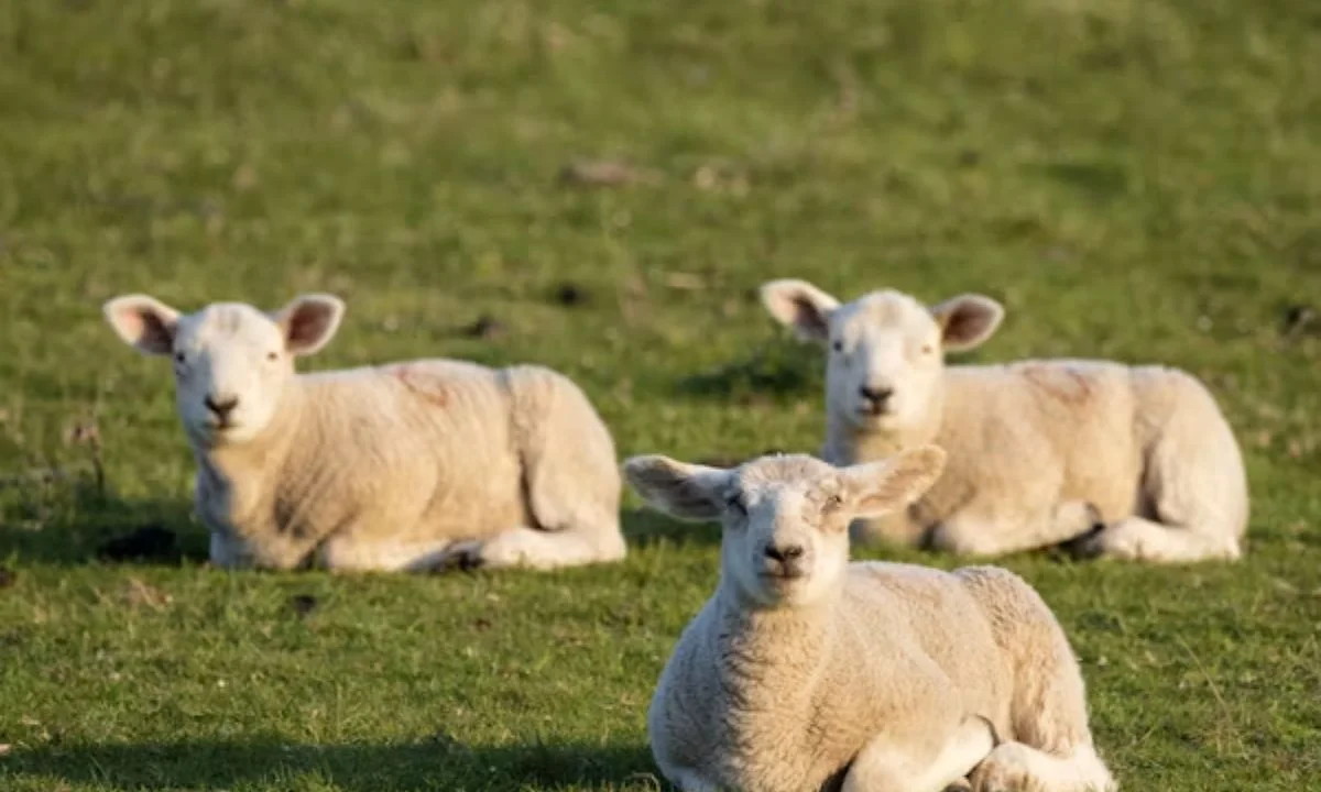 Sheep Puns for Kids That Are Simple, Clean and Funny