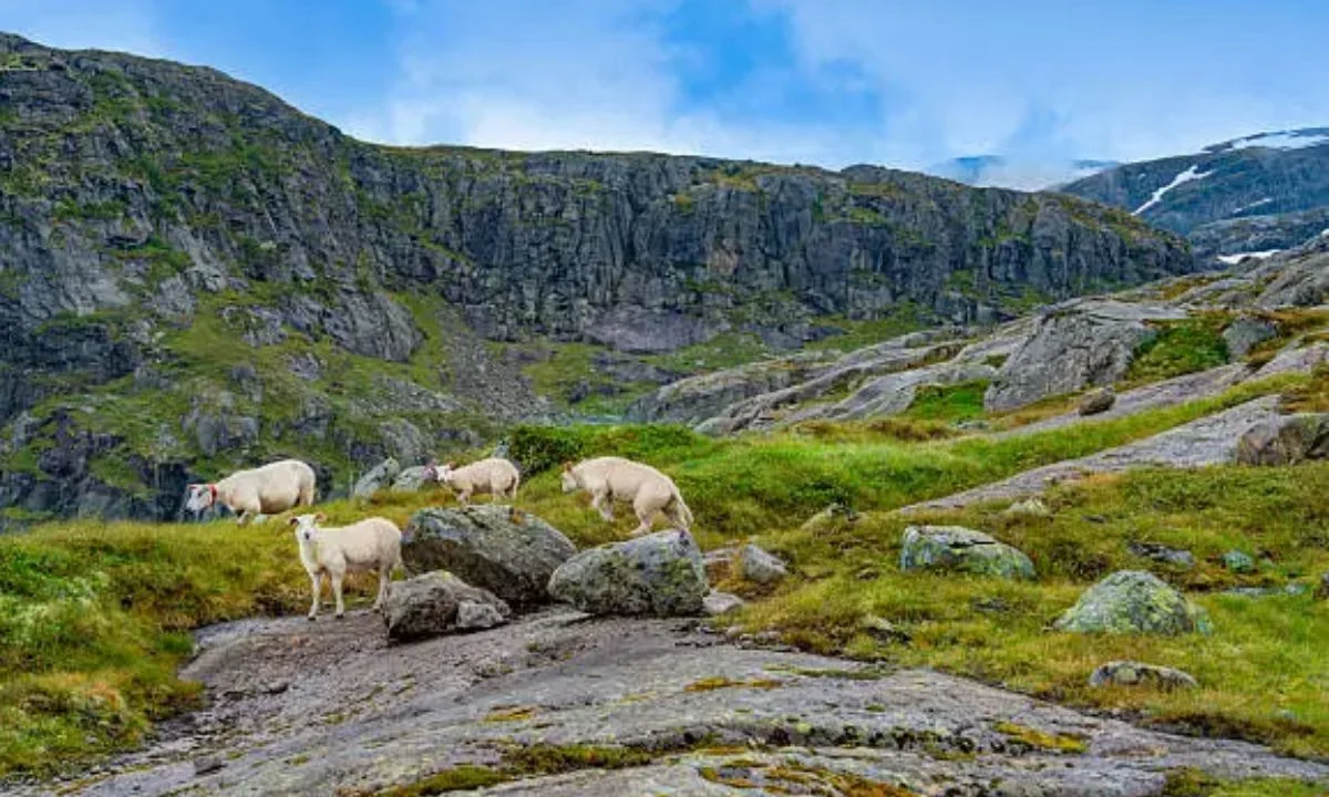 Sheep Puns for Kids That Are Silly and Easy to Laugh At