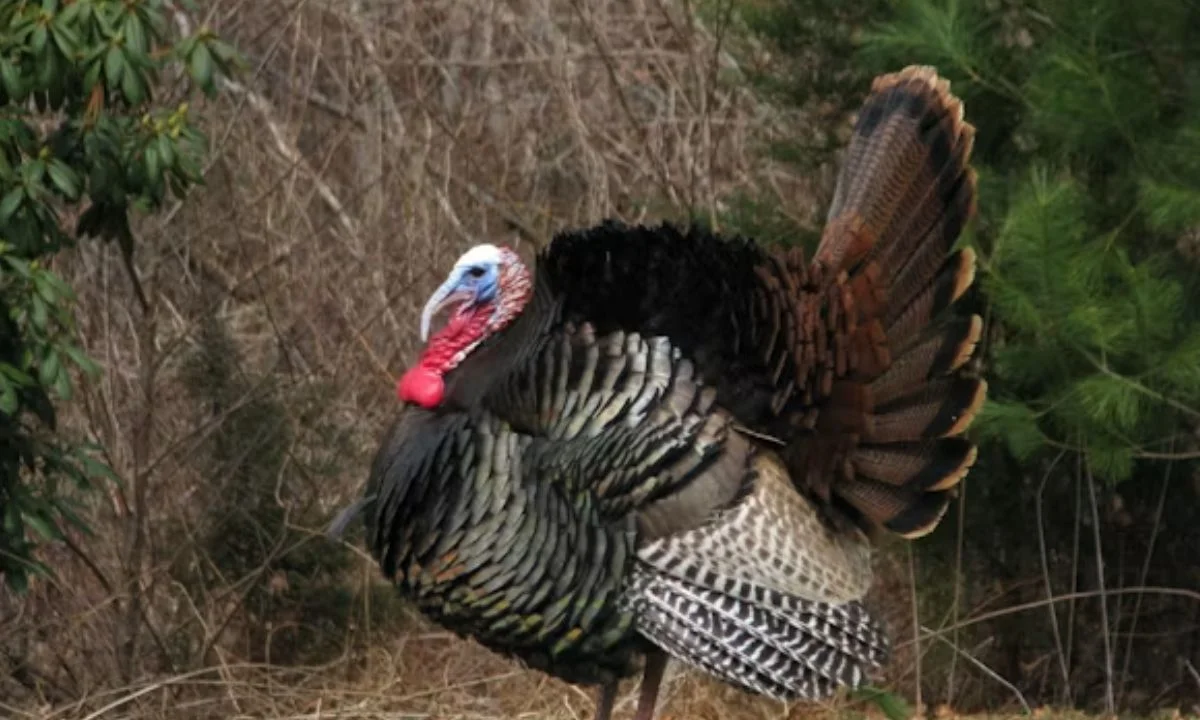 Turkey Jokes and Puns That Are Perfect for Every Occasion