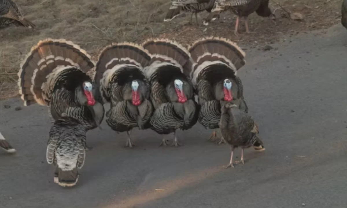 Thanksgiving Turkey Puns to Spice Up Your Holiday Celebration