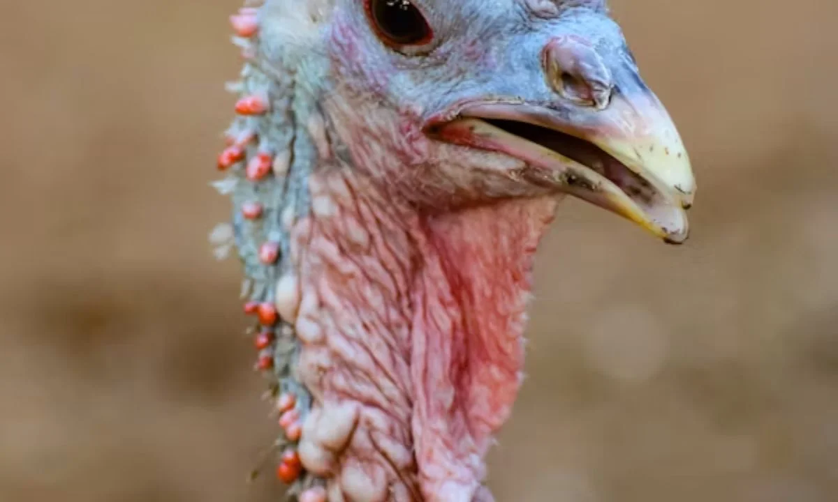Clever Gobble Puns and Turkey Wordplay for Pun Lovers