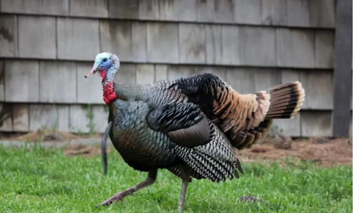 Turkey Puns