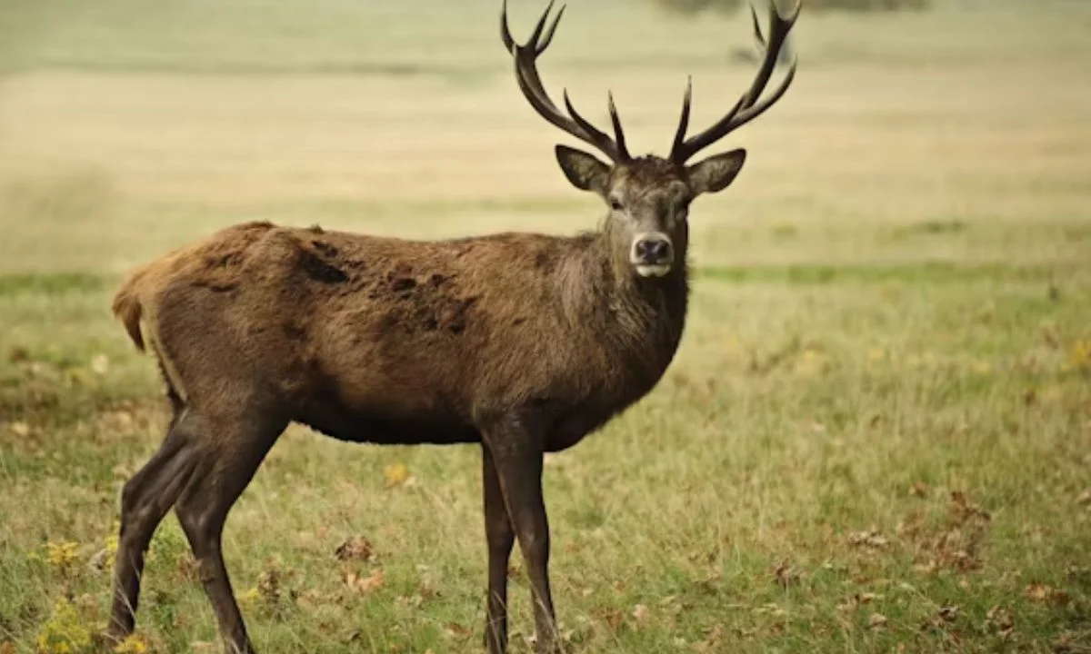Deer Birthday Puns for Cards and Wishes