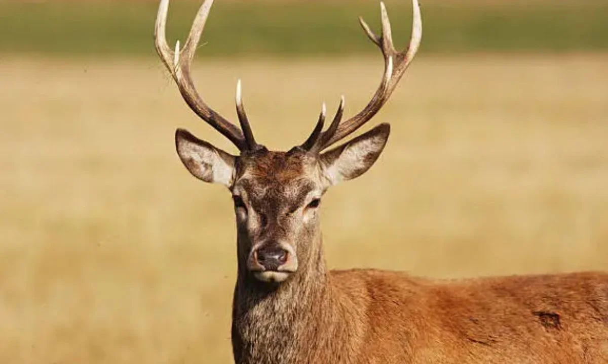 Deer Love Puns That Are Simply Fawn-tastic — 40 Deer Puns