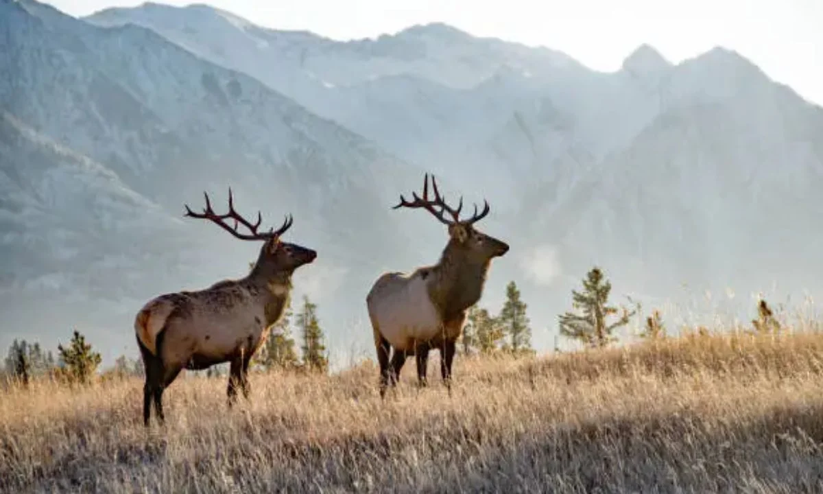 Clever Deer Puns for Social Media Captions 