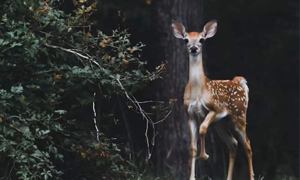 Silly Deer Jokes and Punny Deer Sayings 
