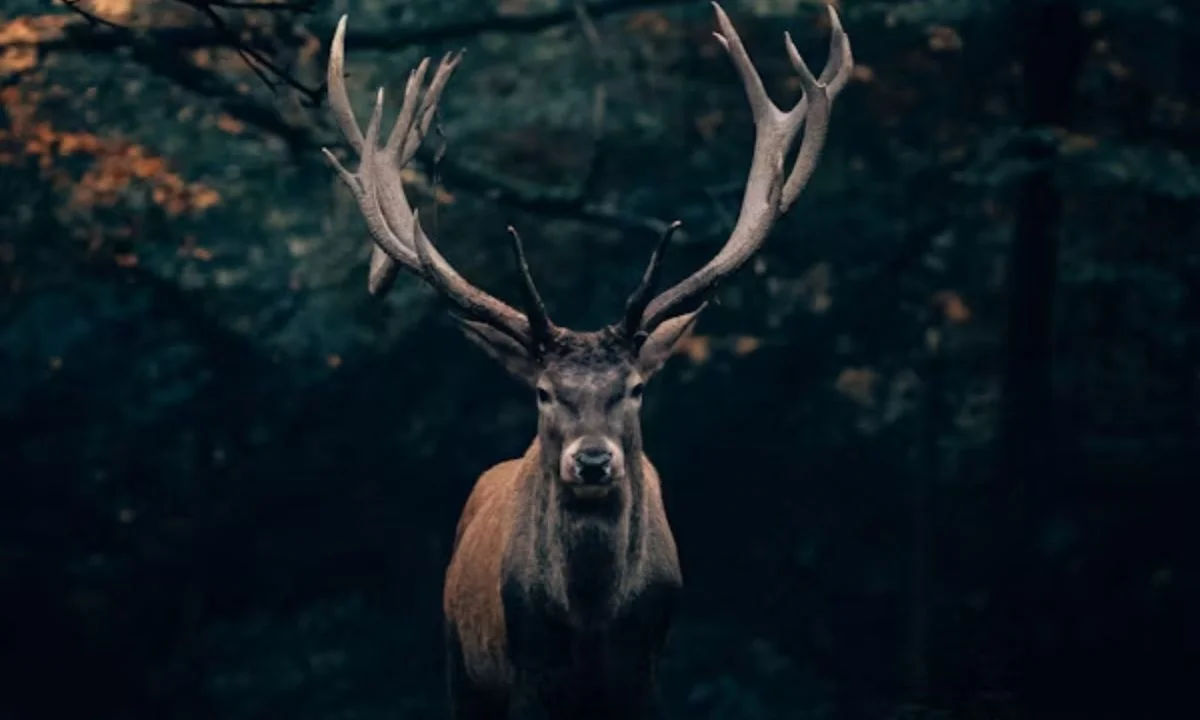 Buck Puns and Deer Wordplay You'll Absolutely Love