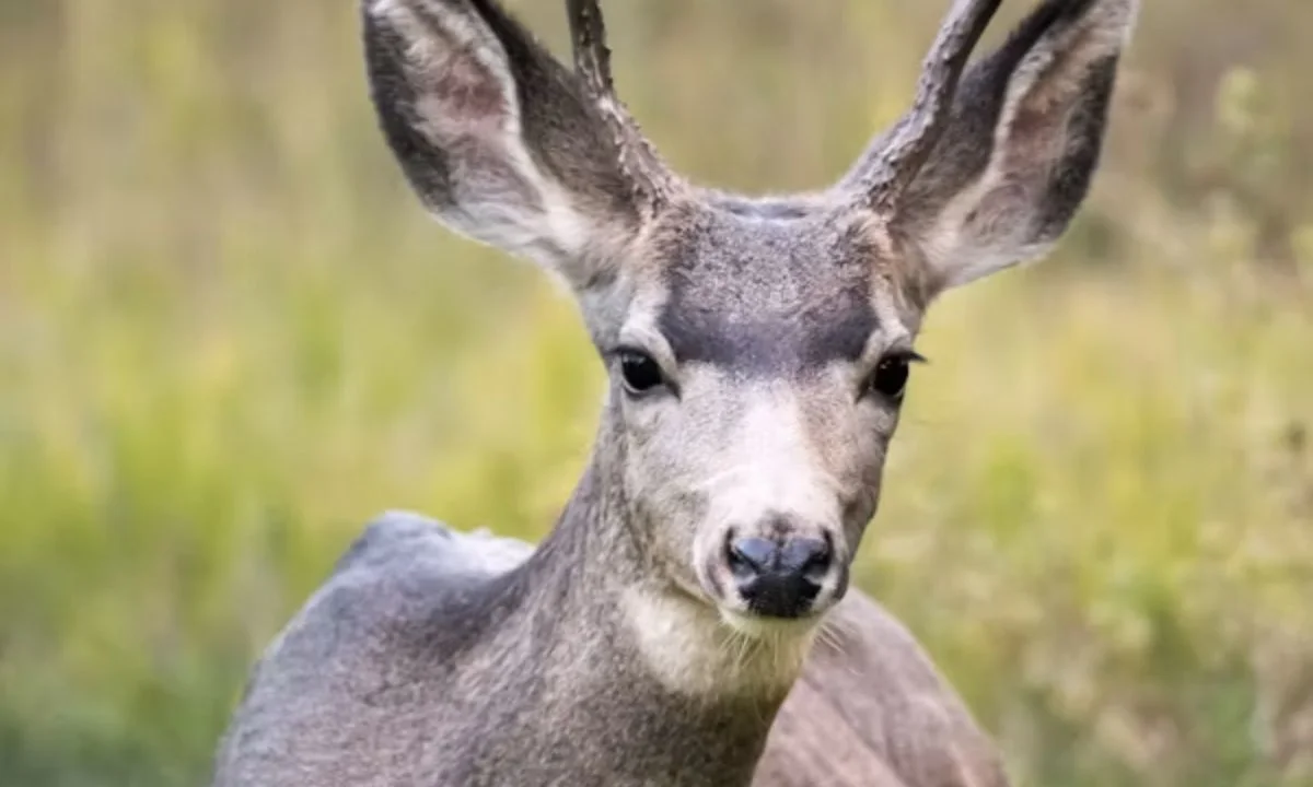 Cute Deer Puns for Kids, Friends, and Family