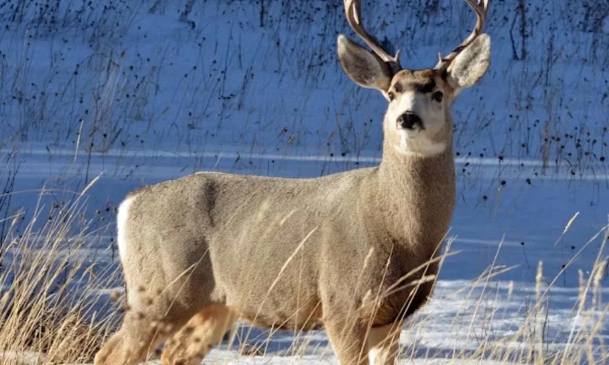 Short Deer Puns for Quick Laughs and Captions
