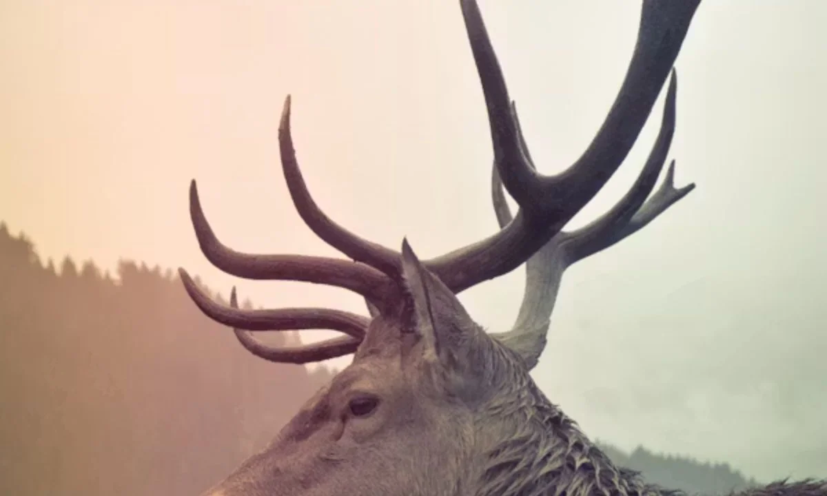 Funny Deer Puns That Will Make You Buck With Laughter