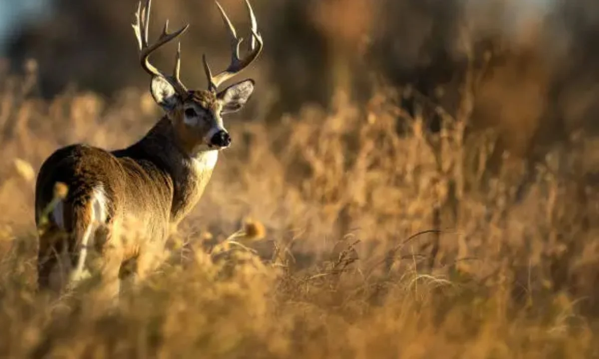Deer Puns