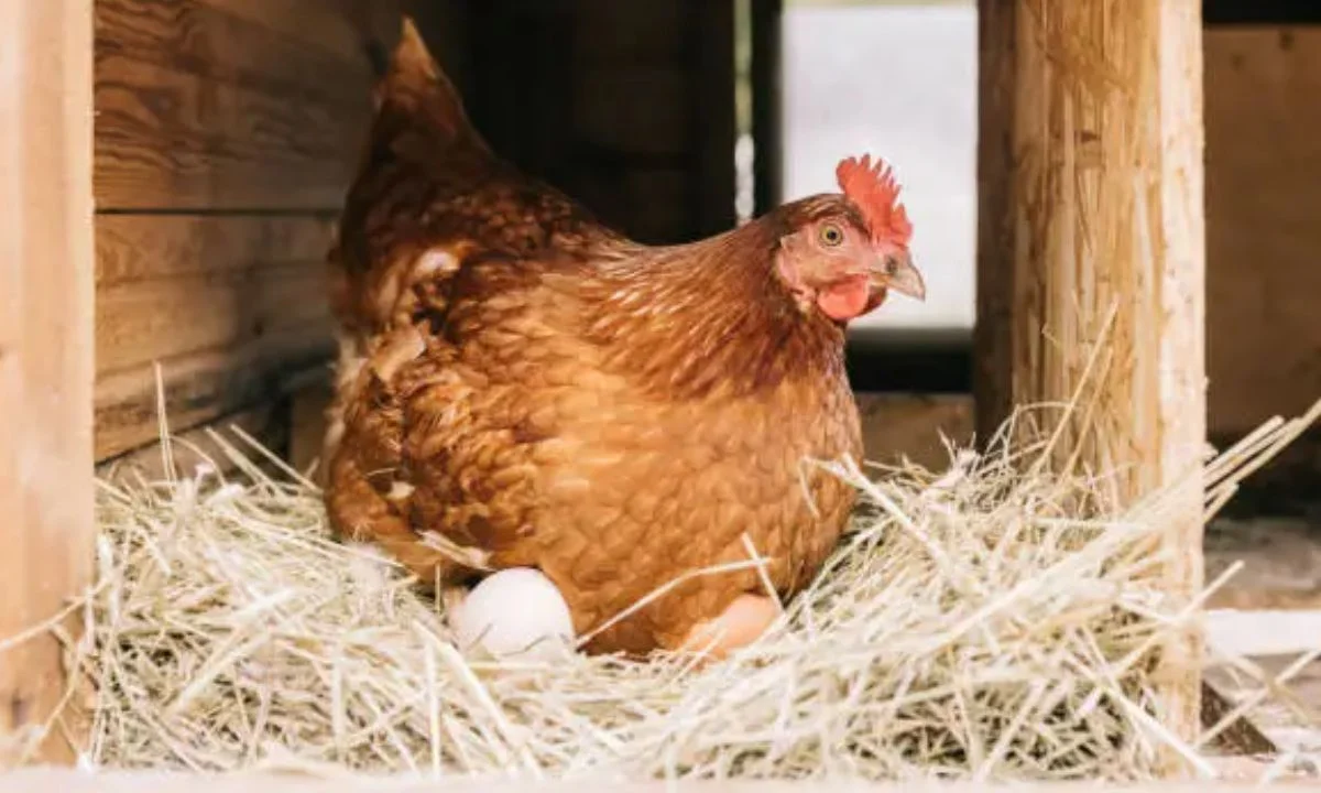 Egg-cellent Puns for Instagram Captions and Social Media