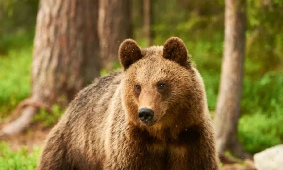 Bear Love Puns for Couples and Romantic Messages