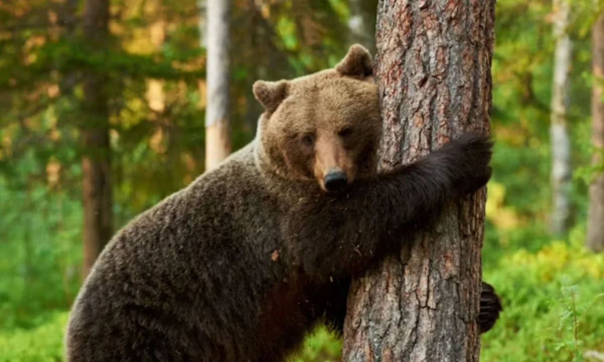 Teddy Bear Puns for Gifts, Cards, and Plush Lovers