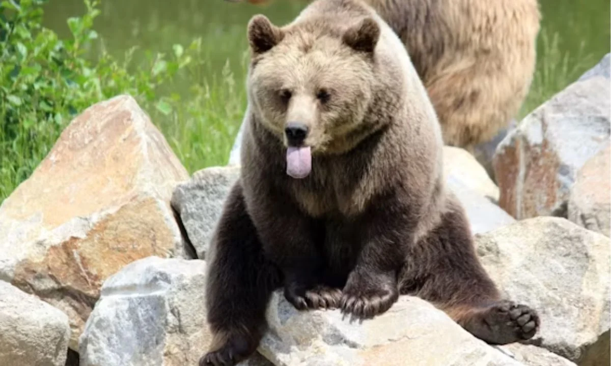Funny Bear Puns That Get a Real Reaction