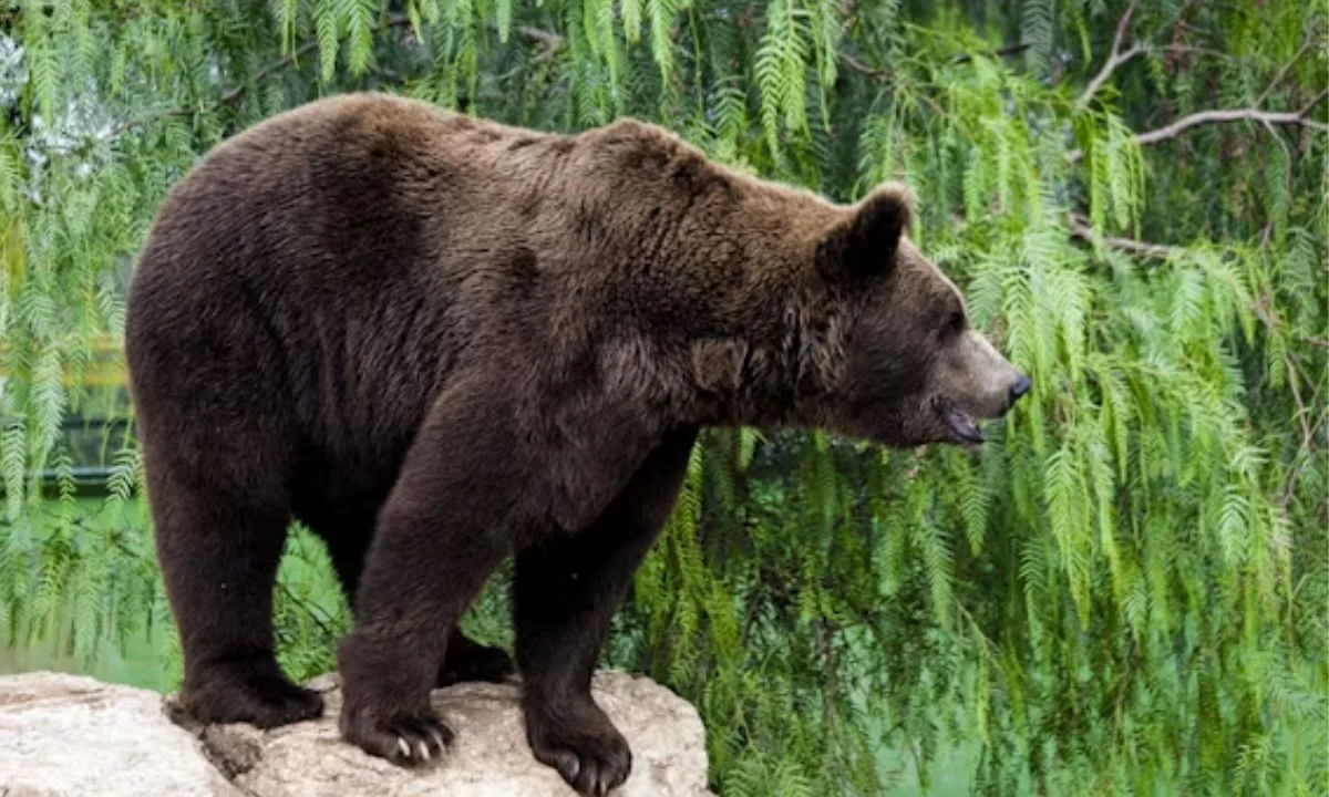 Cute Bear Puns for Kids and Family Fun