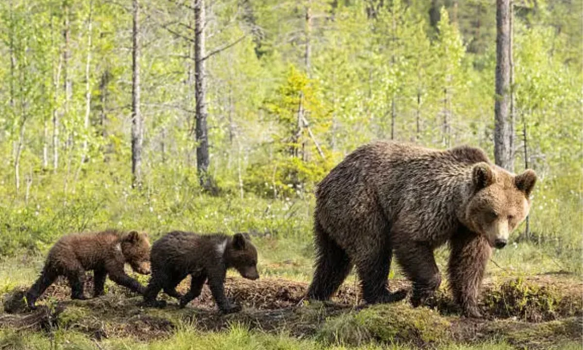 Short Bear Puns & One-Liners for Instant Laughs